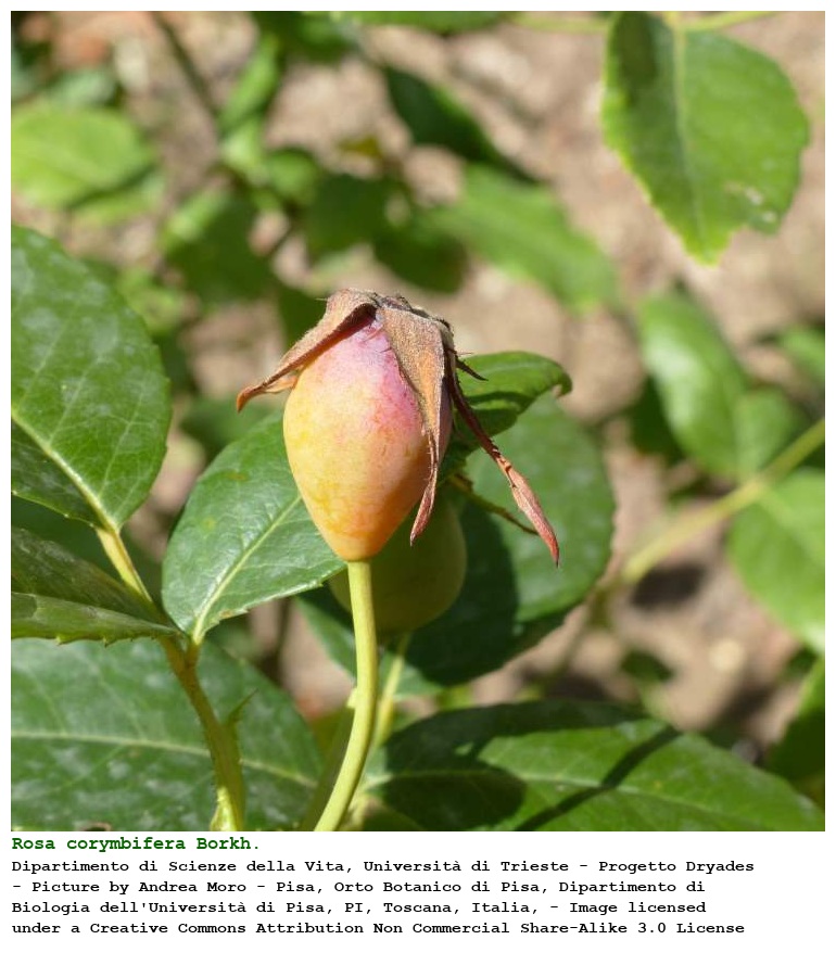 Rosa corymbifera Borkh.